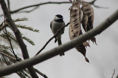 Low angle view of bird perching on tree