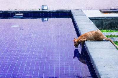 Cat looking at swimming pool against building