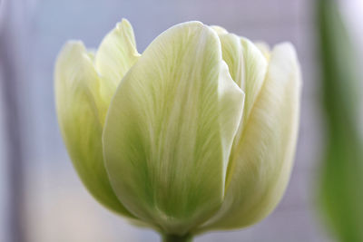 Close-up of flower