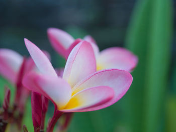 Close-up of pink crocus flower