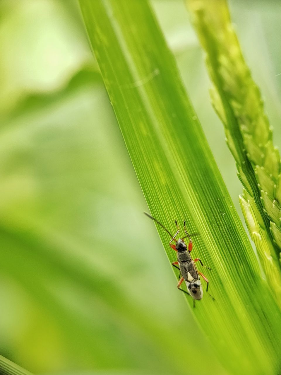 INSECT ON PLANT