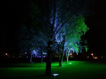 Trees in park at night