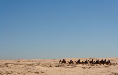 Horses in a desert