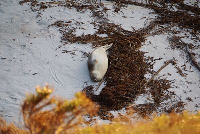 High angle view of bird in snow