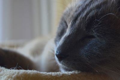 Close-up of cat at home