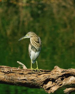 Mastering bird photography the art of photographing birds