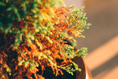 Close-up of autumnal leaves against blurred background