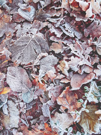 Full frame shot of tree