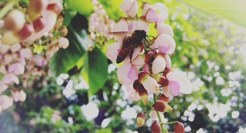 Close-up of bee on flower