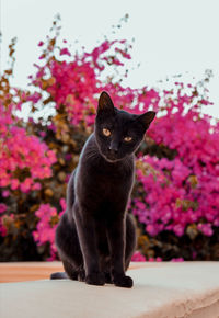 Black cat sitting in front of bougainvilles