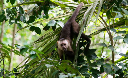 Portrait of monkey on tree in forest