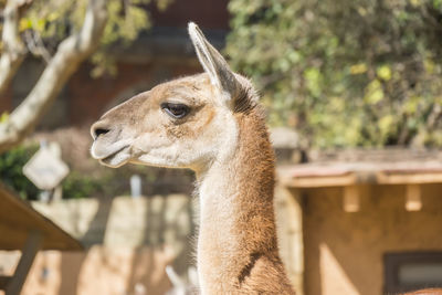 Close-up of deer