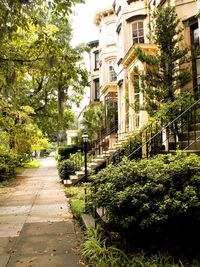 Footpath amidst trees in city