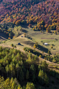 High angle view of trees in forest during autumn