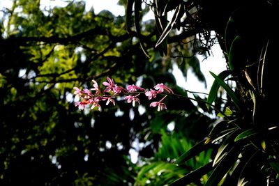 Close-up of pink flowering plant