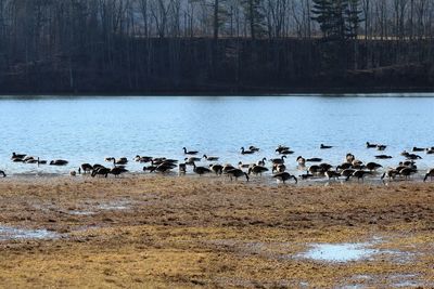 Canada geese in lake