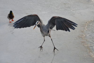 Close-up of birds flying