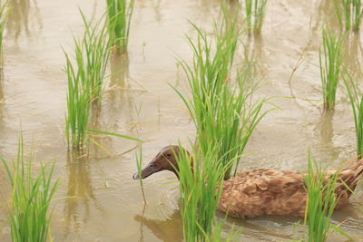 View of duck swimming in lake