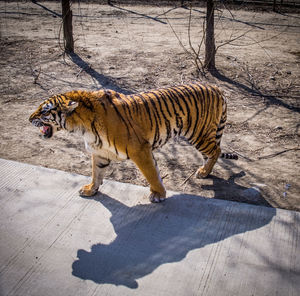 Full length of a tiger