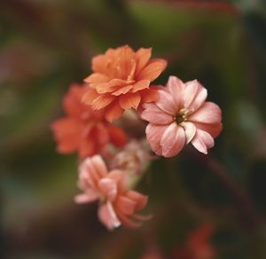 Close-up of flowers blooming outdoors