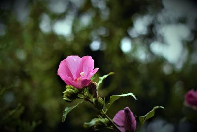 Close-up of pink rose