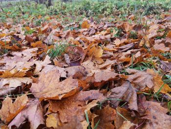 Close-up of autumn leaves on field