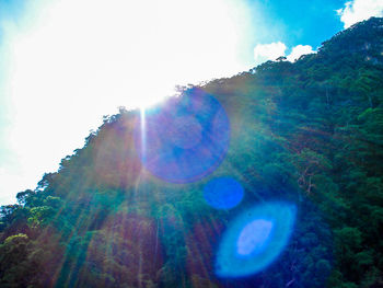 Sun shining through trees