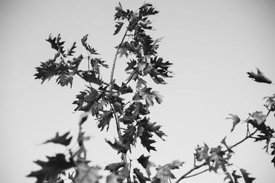 plant