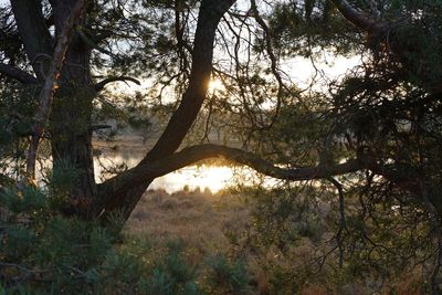 Trees in forest