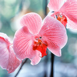 Close-up of pink flower