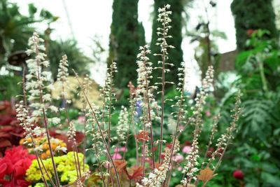 Close-up of flowering plants on field