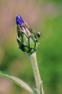 Close-up of insect on flower buf