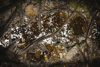 High angle view of trees by lake in forest