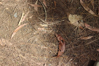 High angle view of bird on field