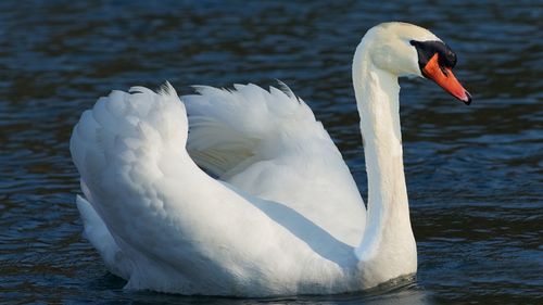 Close-up of swan in lake