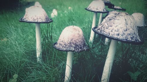 Close-up of mushroom on grass