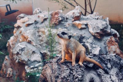 Sheep sitting on rock