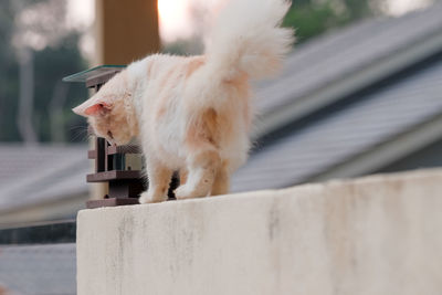 Close-up of a cat looking away