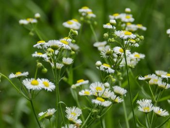 Flowers blooming outdoors