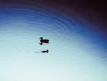 Duck swimming in lake