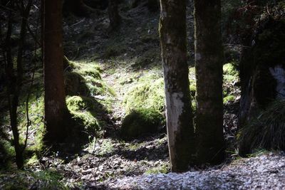 Trees in forest