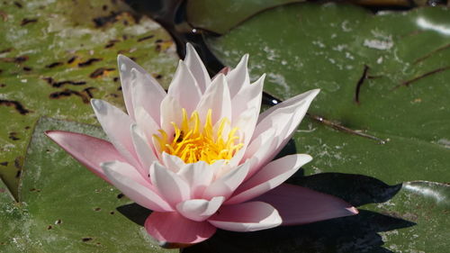 Close-up of lotus water lily in pond