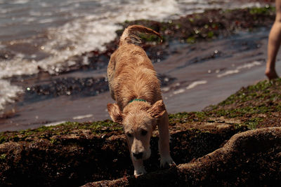 Close-up of a dog on field