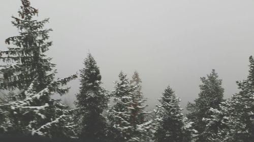 Trees in forest against clear sky during winter