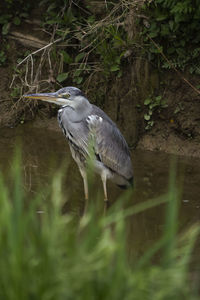 High angle view of gray heron perching on a field