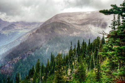 Panoramic view of forest