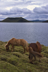 Horses on the meadow in island