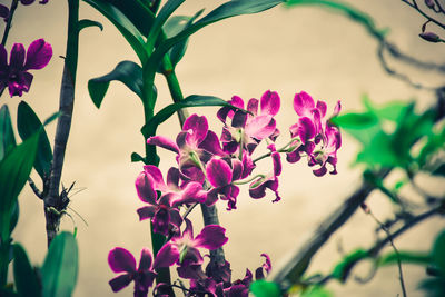 Close-up of pink flowers blooming outdoors