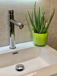 Potted plant on table at home