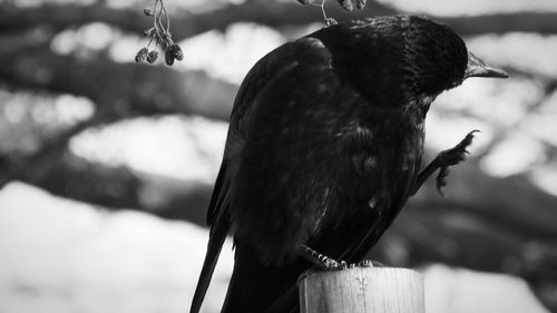 Close-up of bird perching outdoors